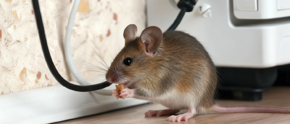 ¿Qué es el Manejo Integral de Plagas Urbanas (MIP) y por qué es más efectivo que la fumigación tradicional?